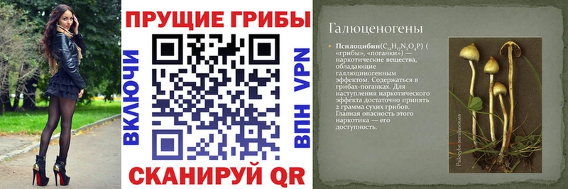 Купить  Билибино  Псилоцибиновые грибы Cubensis 